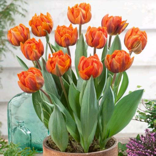 Tulipano King Orange (10 BULBI)