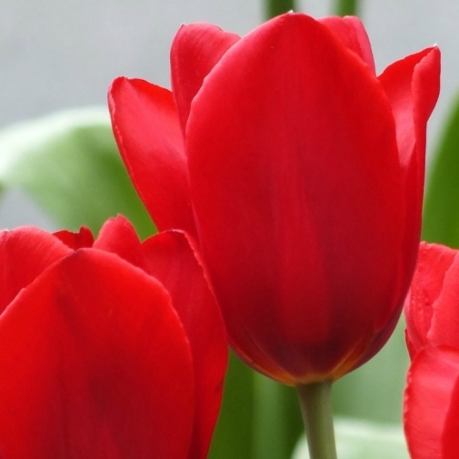 Tulipano Kingsblood (10 BULBI)