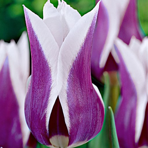 Tulipano Lily-Flowered Claudia (10 BULBI)