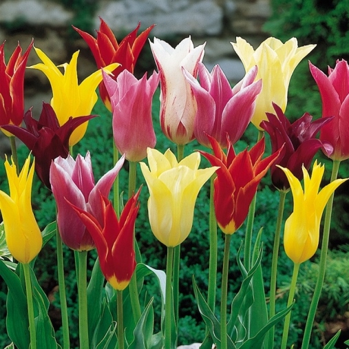 Tulipano Lily Flowered Mix (10 BULBI)