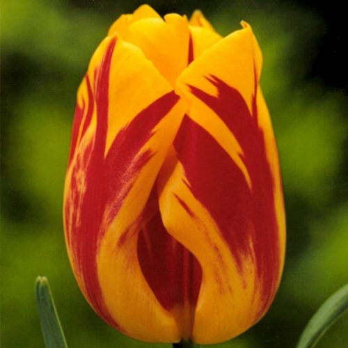 Tulipano Multiflora Color Spectacle (8 BULBI)