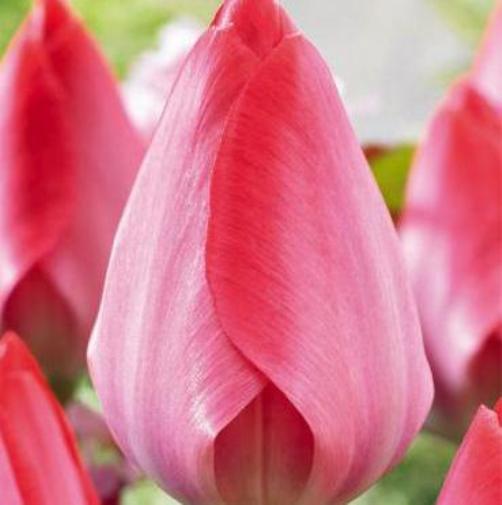 Tulipano Multiflora Toronto (8 BULBI)