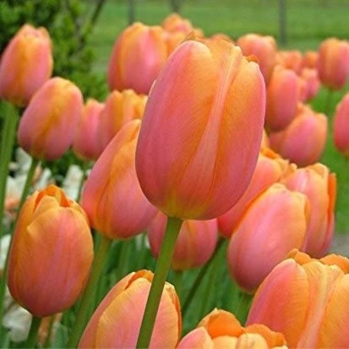 Tulipano Orange Van Eijk (10 BULBI)