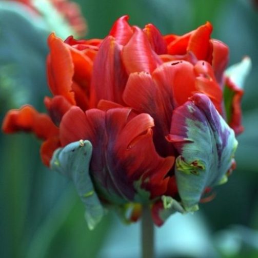 Tulipano Pappagallo Rococo (8 BULBI)