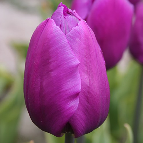 Tulipano Purple Flag (10 BULBI)
