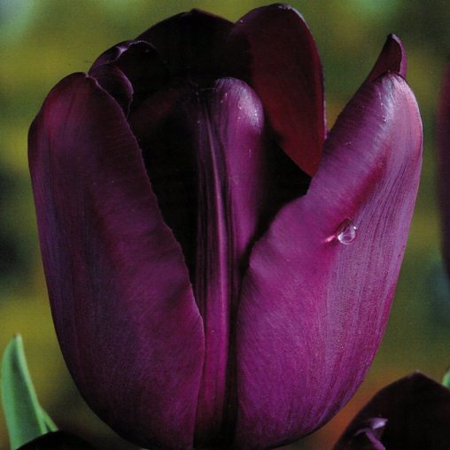 Tulipano Recreado (5 BULBI)