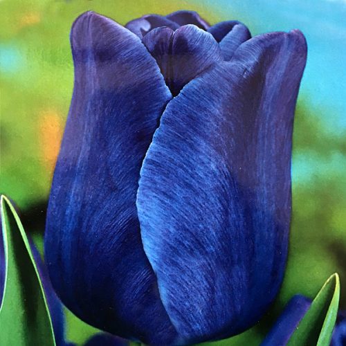 Tulipano Triumph Blu (8 BULBI)