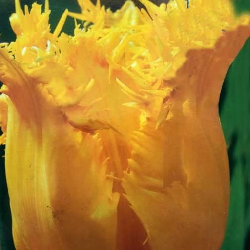 Tulipano Viridiflora Crispa Hamilton (5 BULBI)