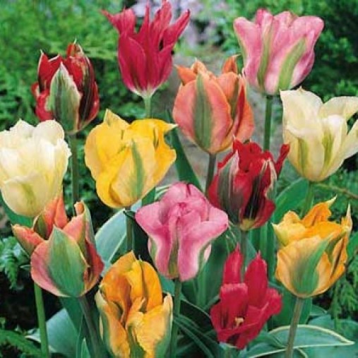 Tulipano Viridiflora Mixed (10 BULBI)