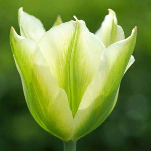 Tulipano Viridiflora Spring Green (8 BULBI)