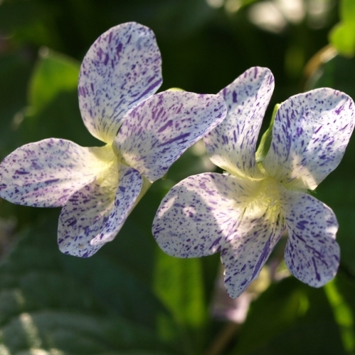 Viola sororia "Freckles" [Vaso 18cm]