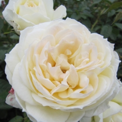 White Eden Rose [Vaso 19cm]