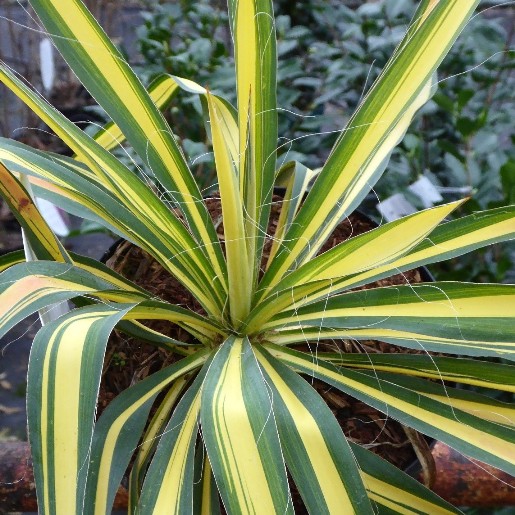 Yucca filamentosa "Color Guard" [Vaso 18cm]