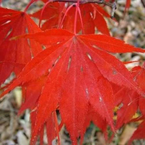 Acer palmatum "Autumn Red" (Acero) [H. 30-40 cm.]