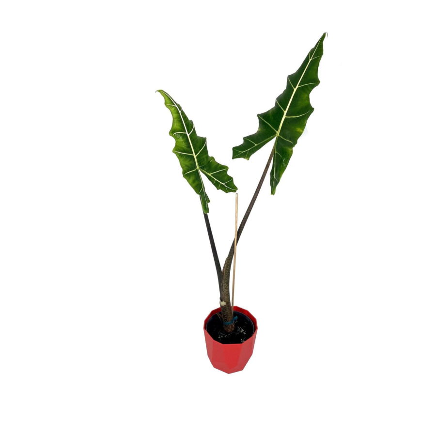 Alocasia "Sarian" (Orecchie d'Elefante) [Vaso 14cm | H. 45 cm.]