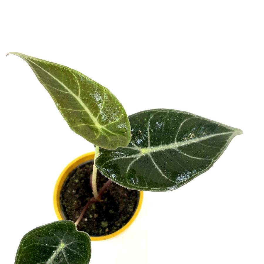 Alocasia longiloba Baby Plant (Orecchie d'Elefante) [Vaso 6cm]