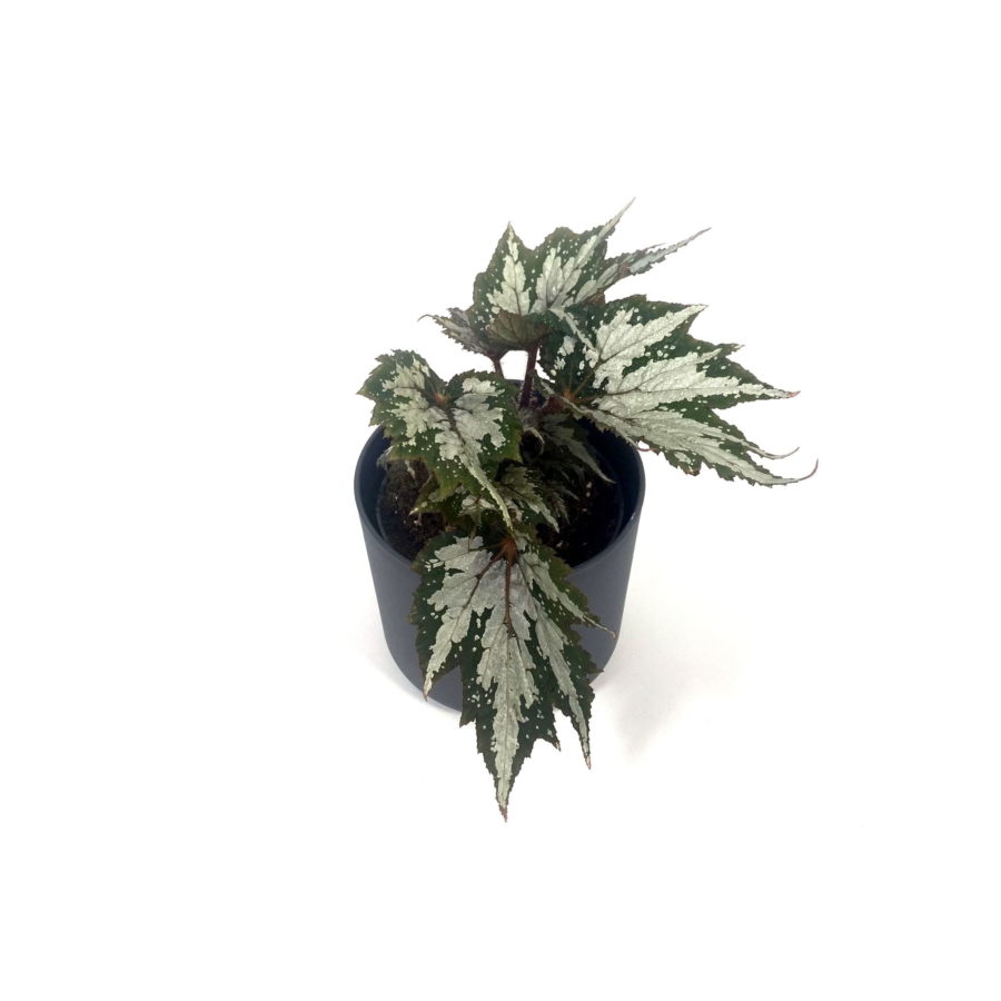 Begonia "Sumatra Green" [Vaso 12cm] (SPEDIZIONE GRATUITA)