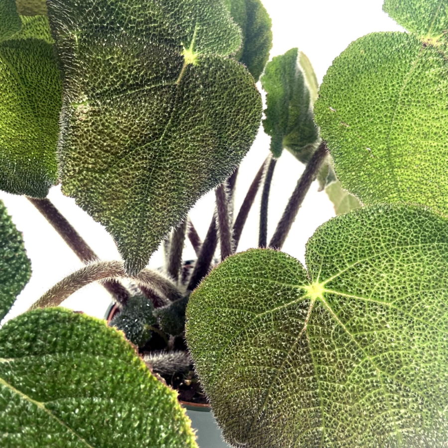 Begonia masoniana "Jungle" [Vaso 15cm | H. 35 cm.] (SPEDIZIONE GRATUITA)