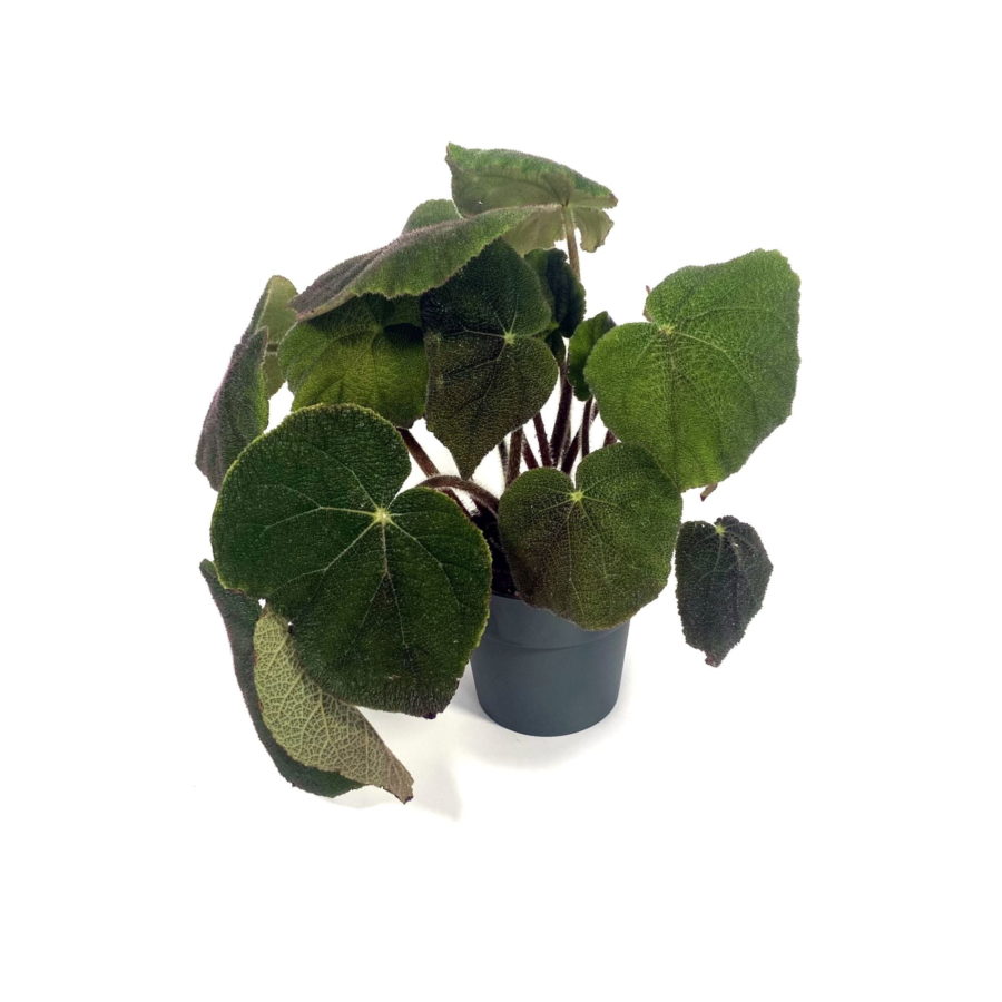 Begonia masoniana "Jungle" [Vaso 15cm | H. 35 cm.] (SPEDIZIONE GRATUITA)