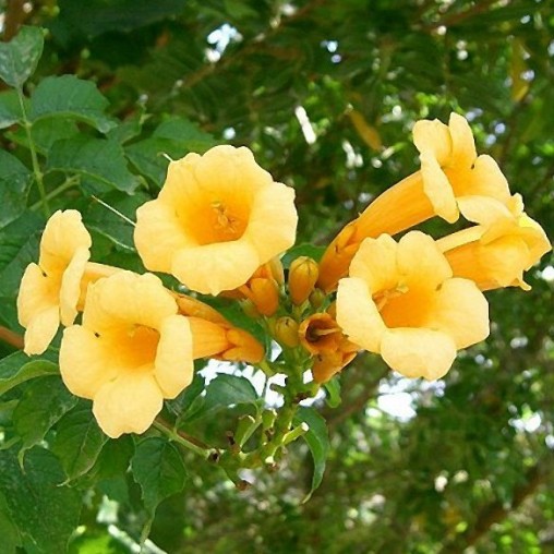 Campsis radicans "Flava" o "Yellow Trumpet"(Bignonia) » Vendita Piante  Online
