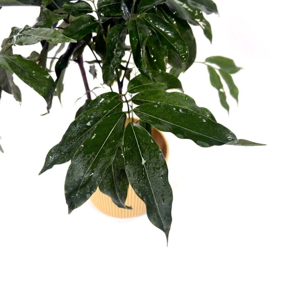 Castanospermum australe (Castano Magnifico) [Vaso 12cm | H. 45 cm.]