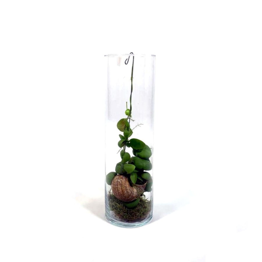 Dischidia "Snaily" [Vaso 11cm | H. 40 cm.]