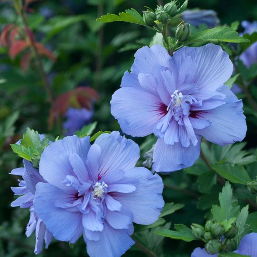 Hibiscus syriacus "Blue Chiffon" (Ibisco) [Vaso 24cm]