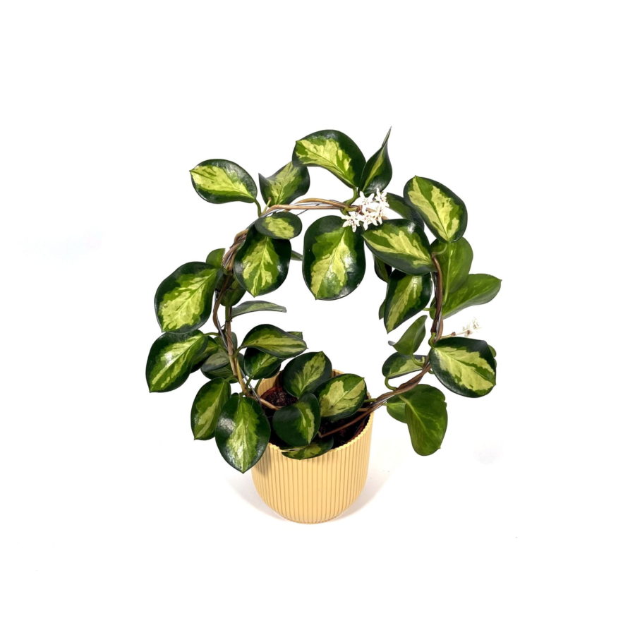 Hoya australis "Lisa" (H. darwini, Fiore di cera) [Vaso 19cm]