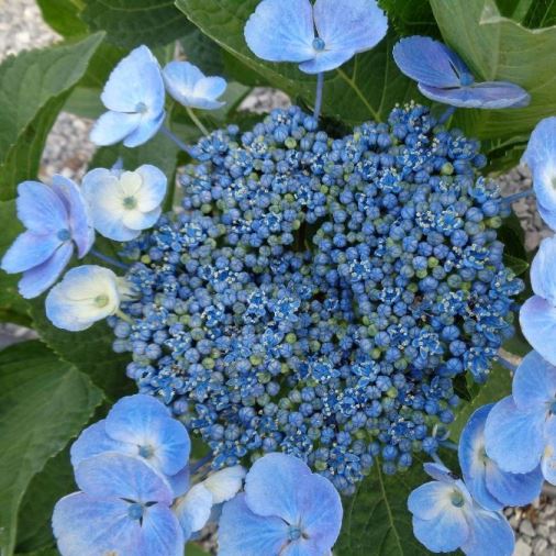 Hydrangea serrata "Blue Bird" (Ortensia) [Vaso 18cm]