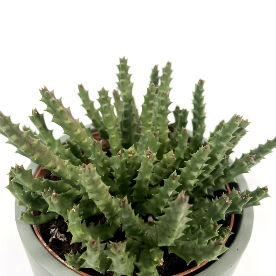 Orbea variegata (Strapelia variegata) [Vaso 10cm]
