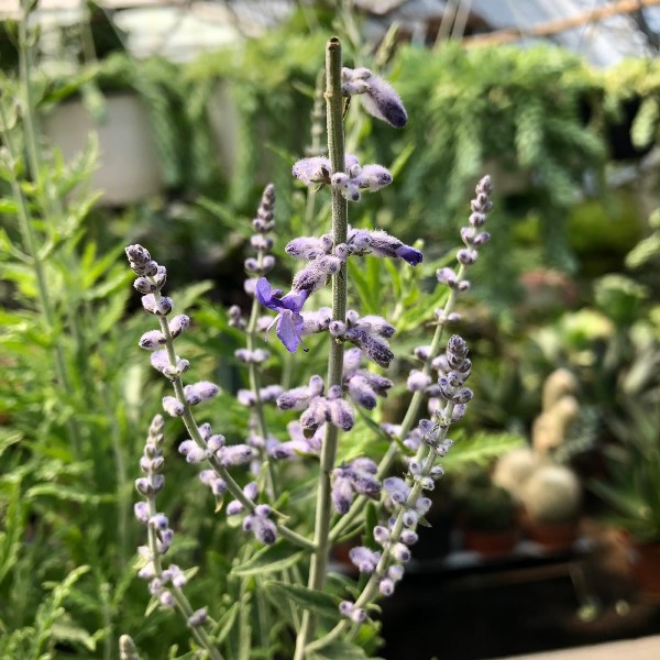 Perovskia atriplicifolia "Lacey Blue" (Salvia Siberiana) [Vaso 18cm]