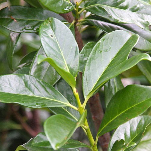 Prunus laurocerasus "Novita" (Lauro) [Vaso 20cm]