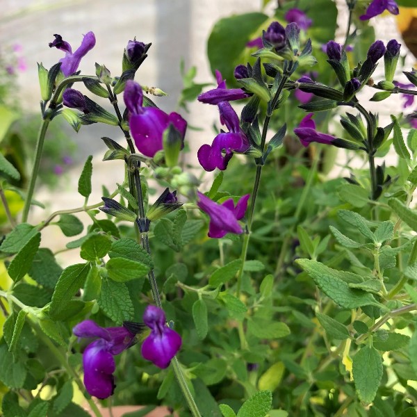 Salvia x jamensis "Violette de Loire" [Vaso 18cm]