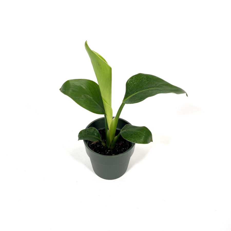 Strelitzia nicolai Baby Plant (Uccello del Paradiso gigante) [Vaso 7cm] (SPEDIZIONE GRATUITA)