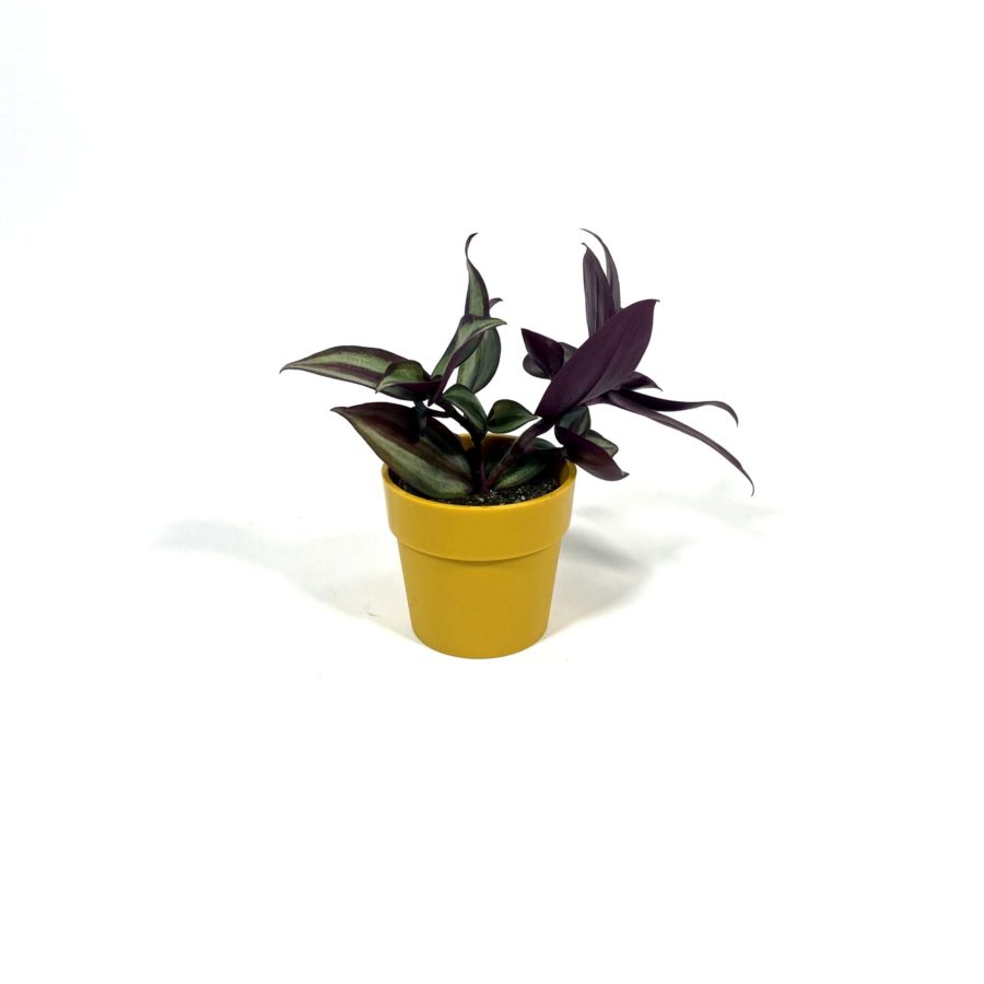 Tradescantia zebrina Baby Plant [Vaso 5,5cm]