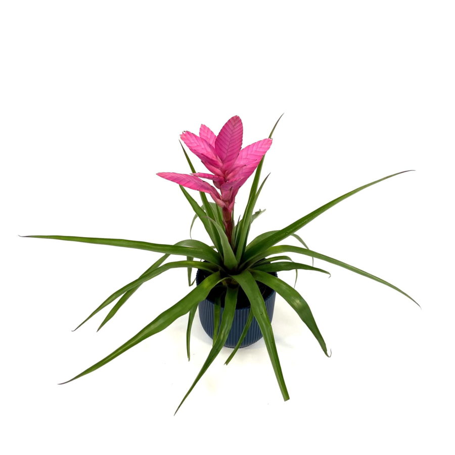 Bromelia Tillandsia "Antonio" [Vaso 12cm | H. 30 cm.] (spedizione gratuita)