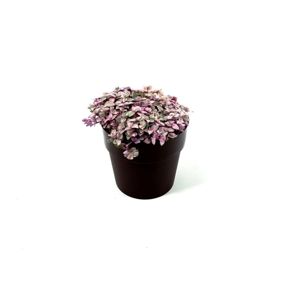 Callisia repens "Rosato Purple" [Vaso 10cm]