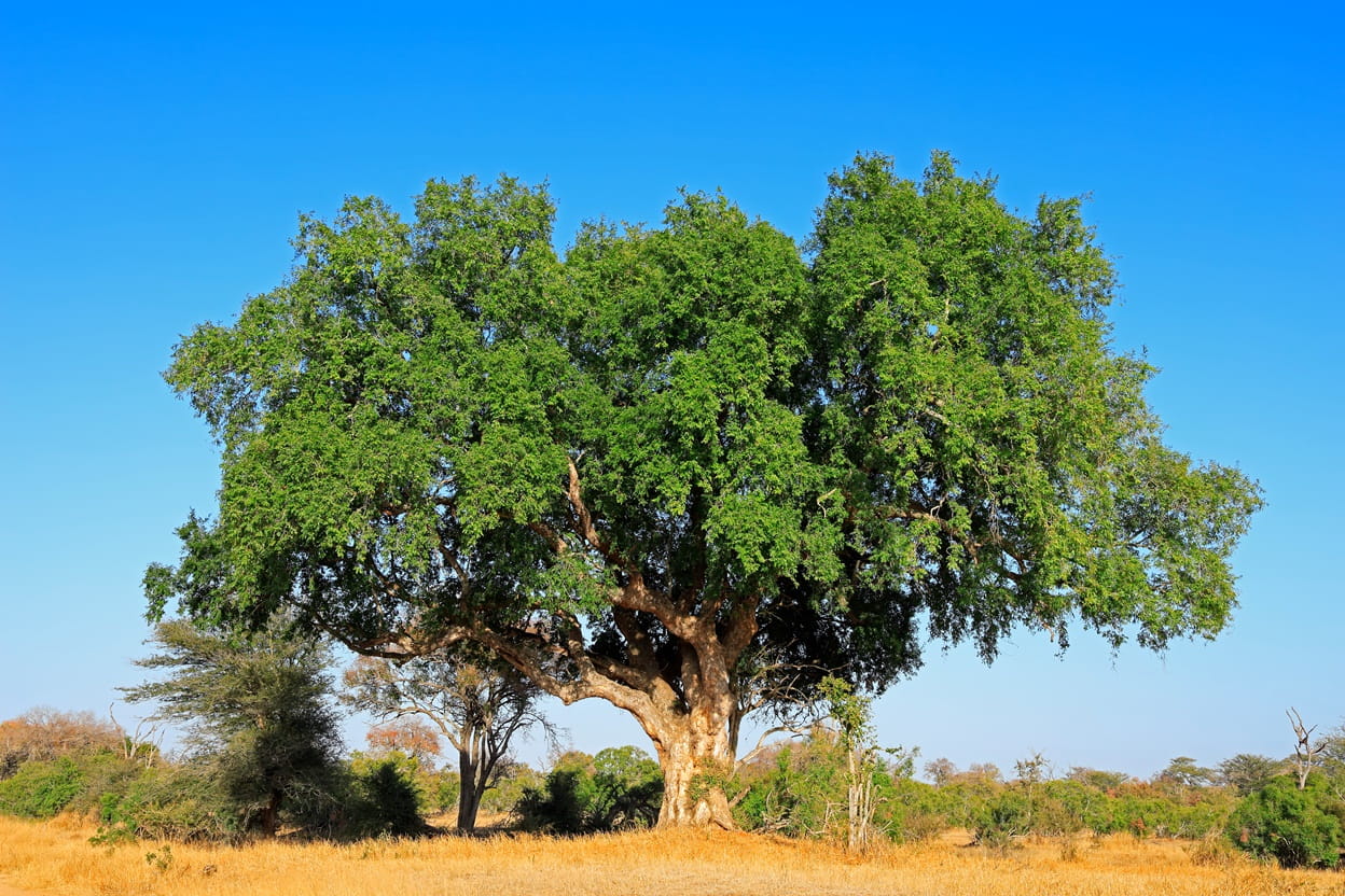 Sicomoro Ficus sycomorus Kruger National Park