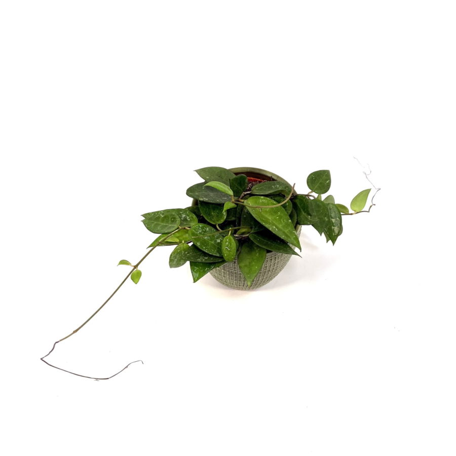 Hoya parasitica "Black Edge" (Fiore di cera) [Vaso 12cm] (spedizione gratuita)
