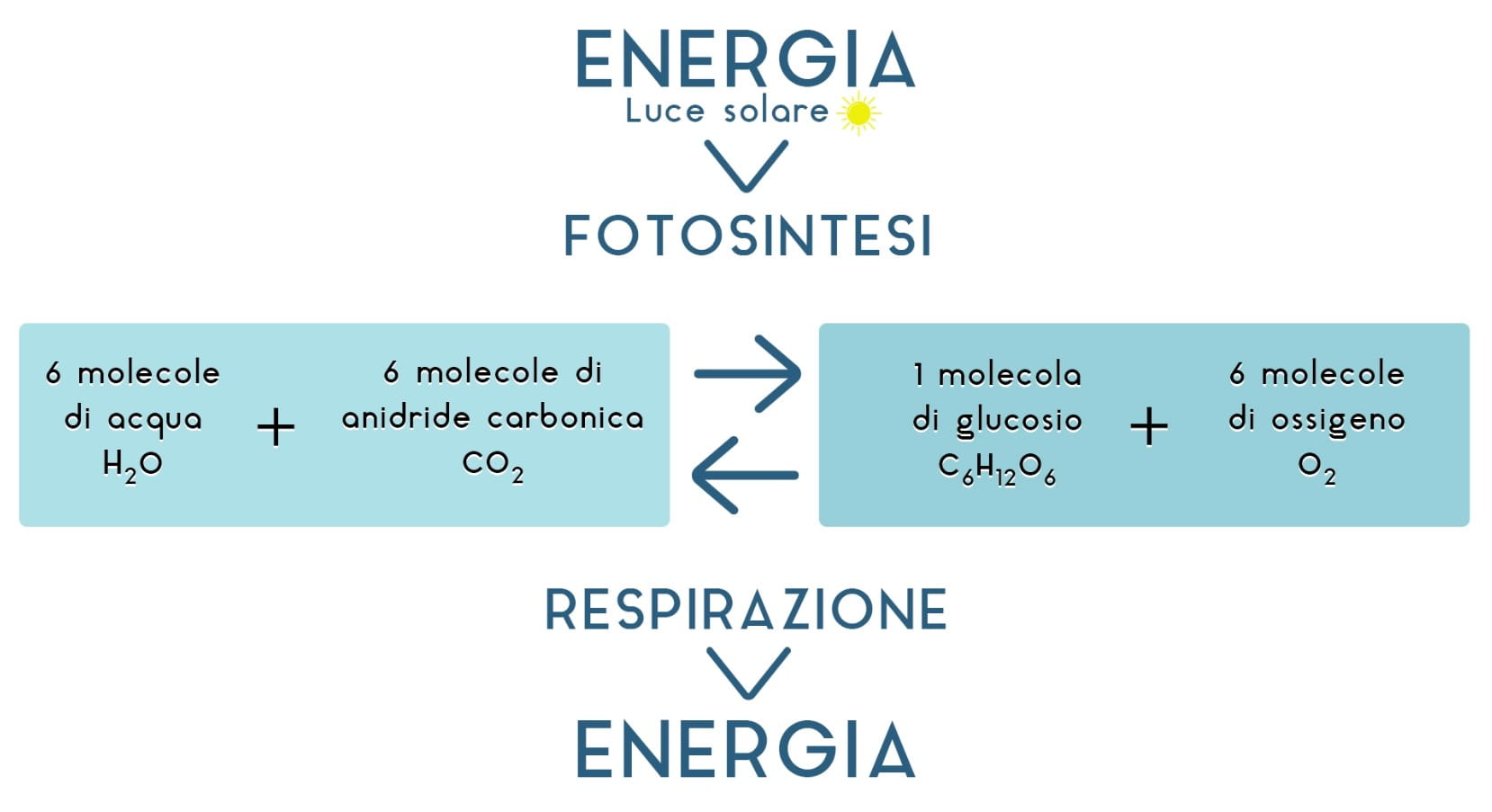 Infografica fotosintesi e respirazione cellulare