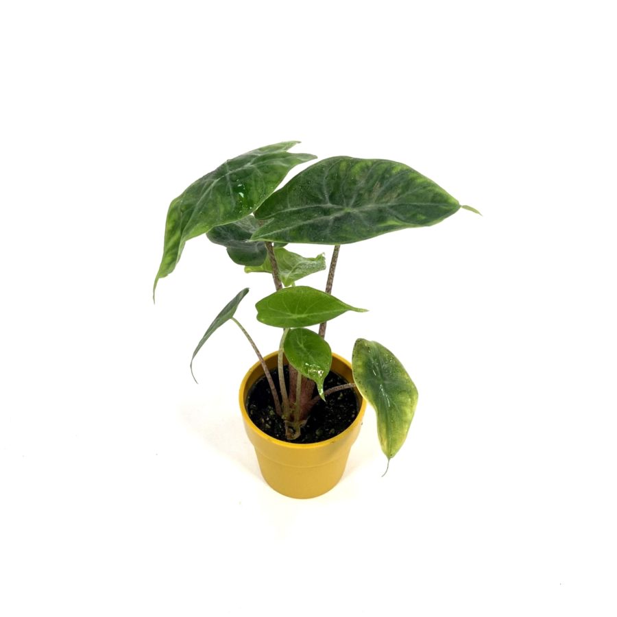 Alocasia "Ivory Coast" Baby Plant [Vaso 6cm]