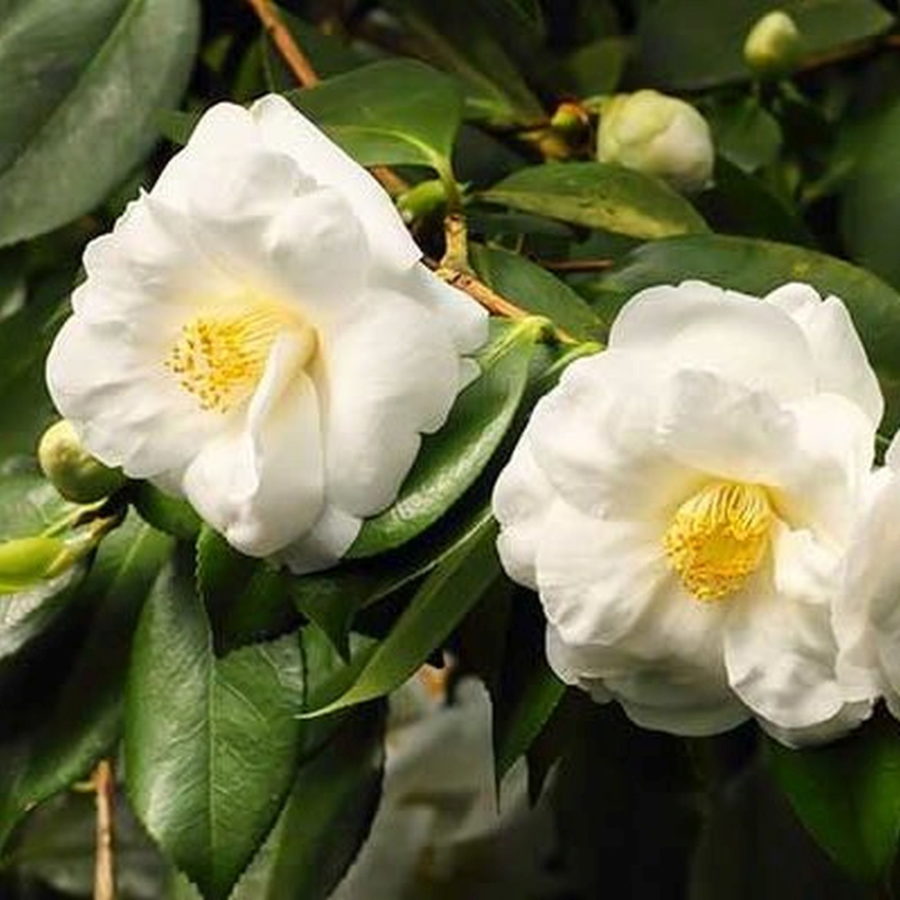 Camellia japonica "Magnolia Bianca" (Camelia) [Vaso 18cm]