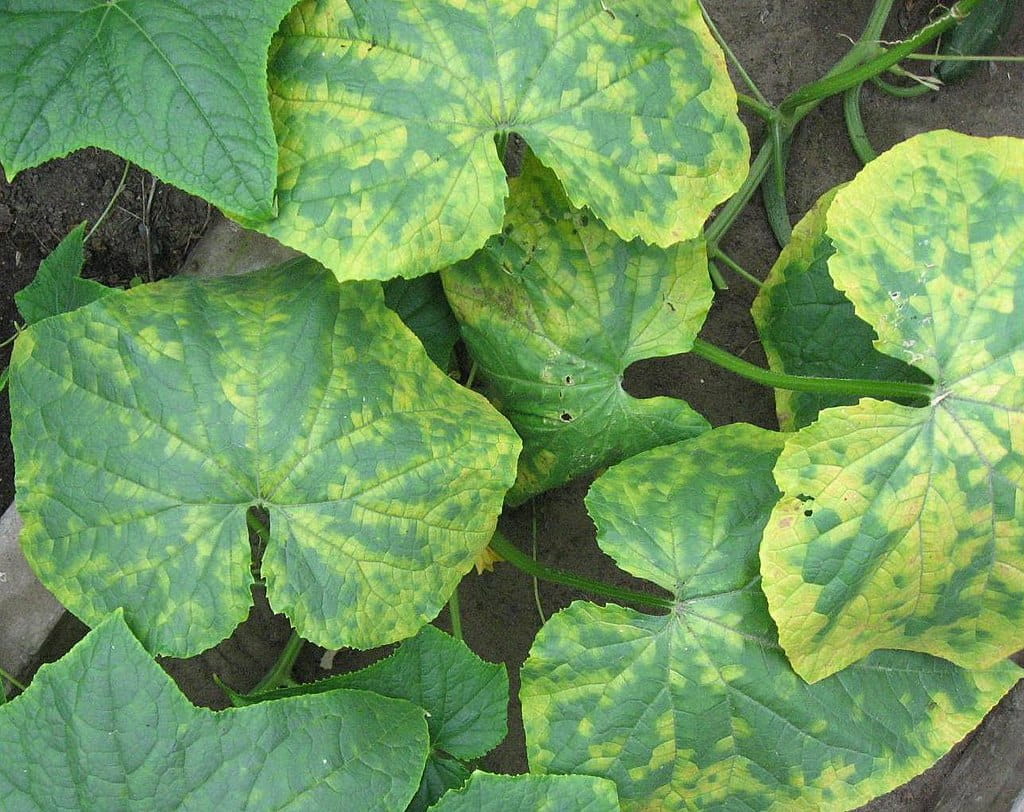 virus cucurbitacee effetti sulle foglie di zucchino