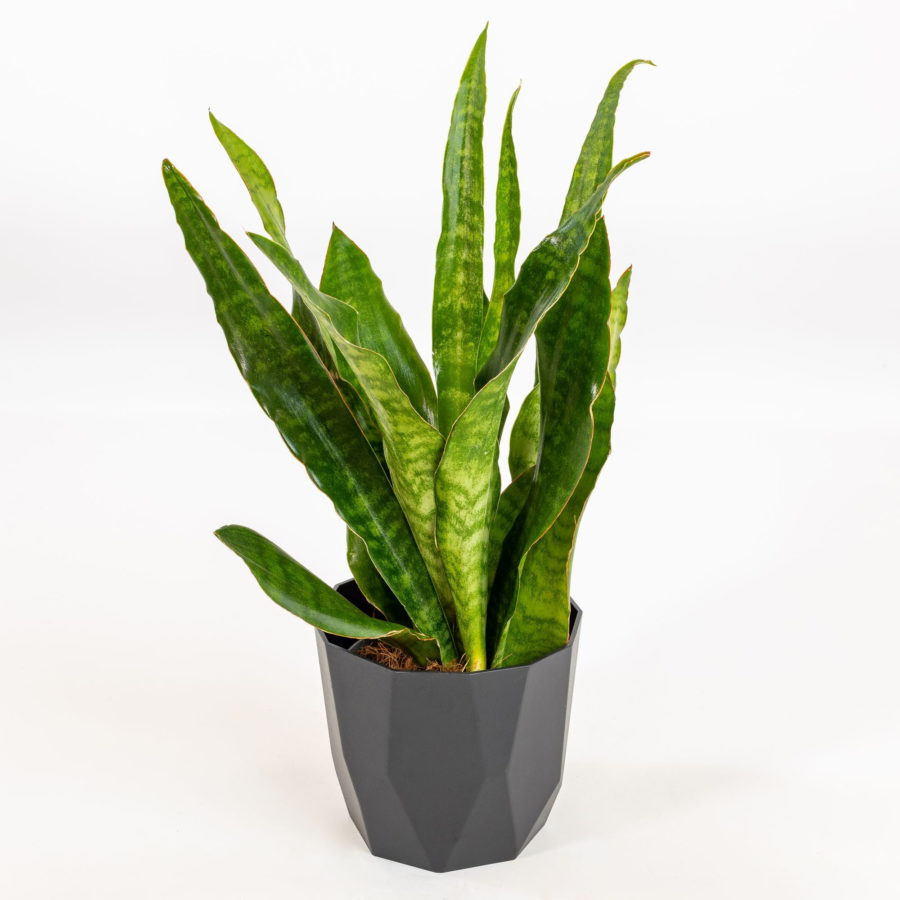 Sansevieria aubrytiana "Jade" [Vaso 14cm | H. 40 cm.] (spedizione gratuita)