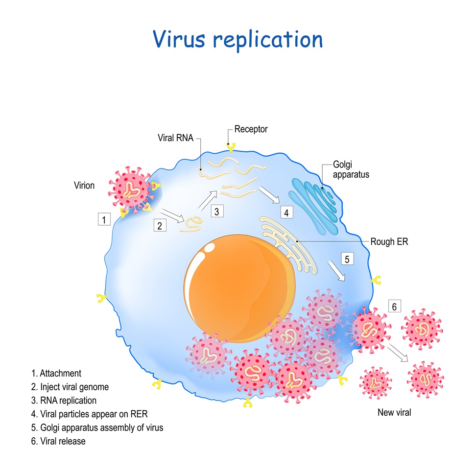 Schema di replicazione di un virus a RNA