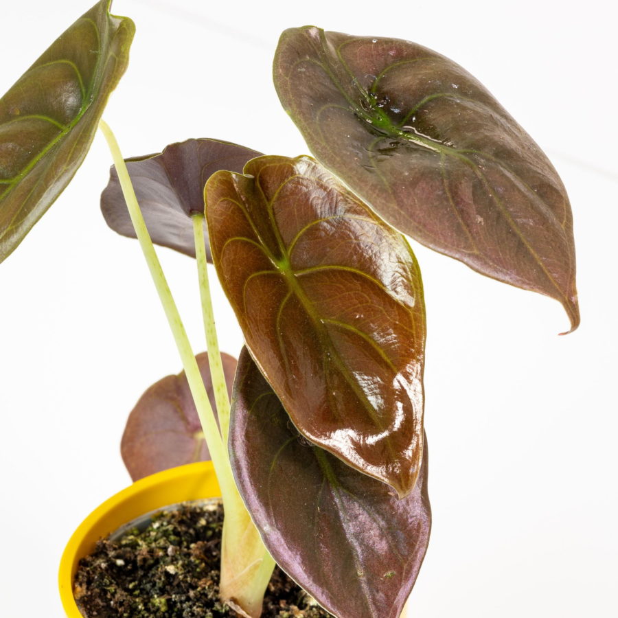 Alocasia cuprea "Red Secret" Baby Plant [Vaso 6cm] (spedizione gratuita)