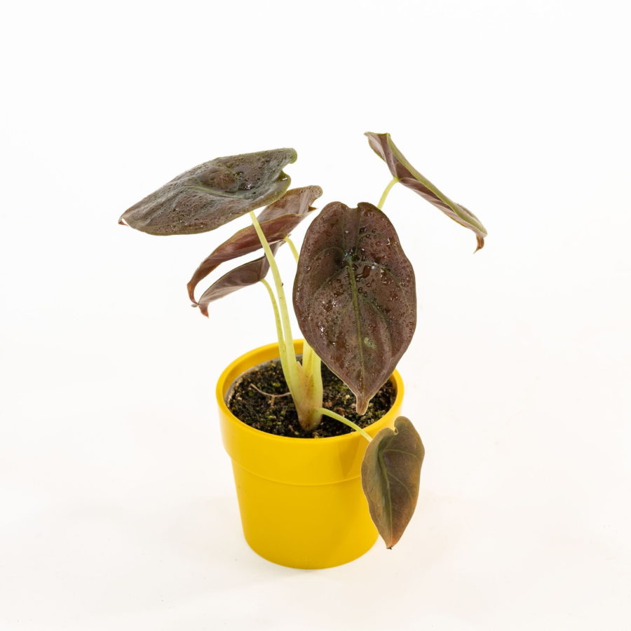 Alocasia cuprea "Red Secret" Baby Plant [Vaso 6cm] (spedizione gratuita)