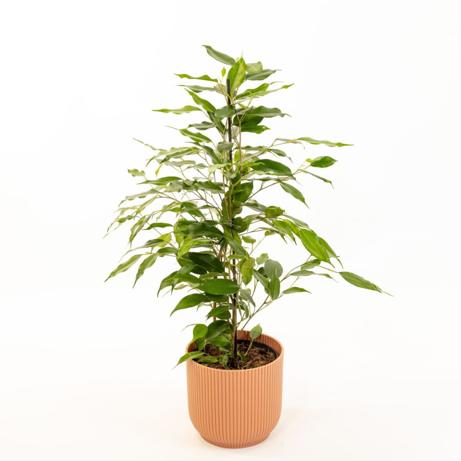 Ficus benjamina "Danita" [Vaso 17cm | H. 50 cm.] (spedizione gratuita)