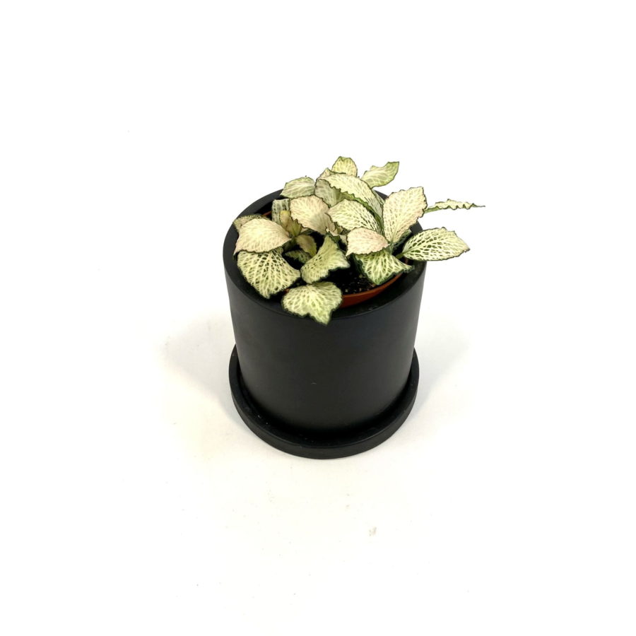 Fittonia "Green Anne" [Vaso 8,5cm]