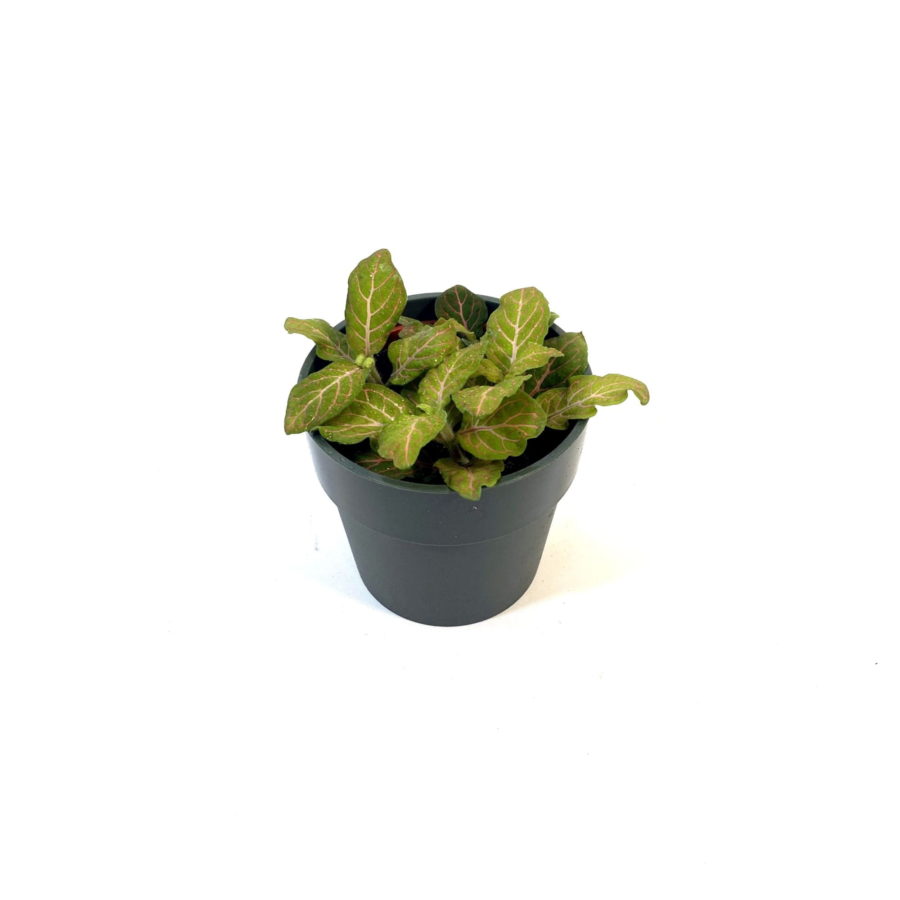 Fittonia "Pink Lime" [Vaso 8,5cm]